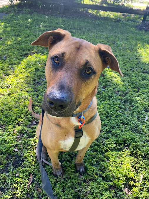 Dogs, cats needing forever homes
